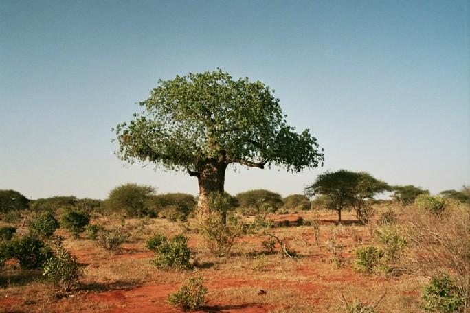 Baobab