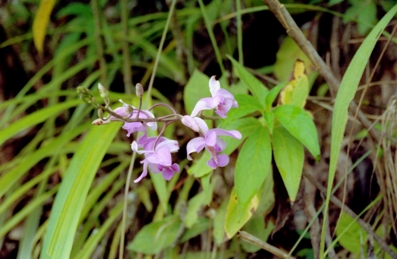 orchidej