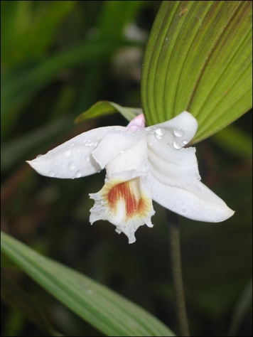 orchidej 1