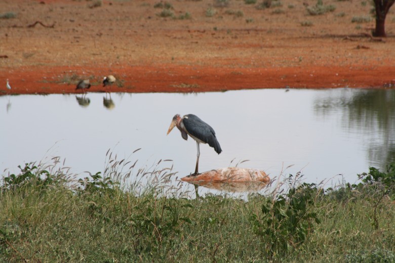 Marabu