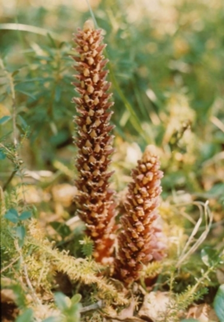 Severská květena