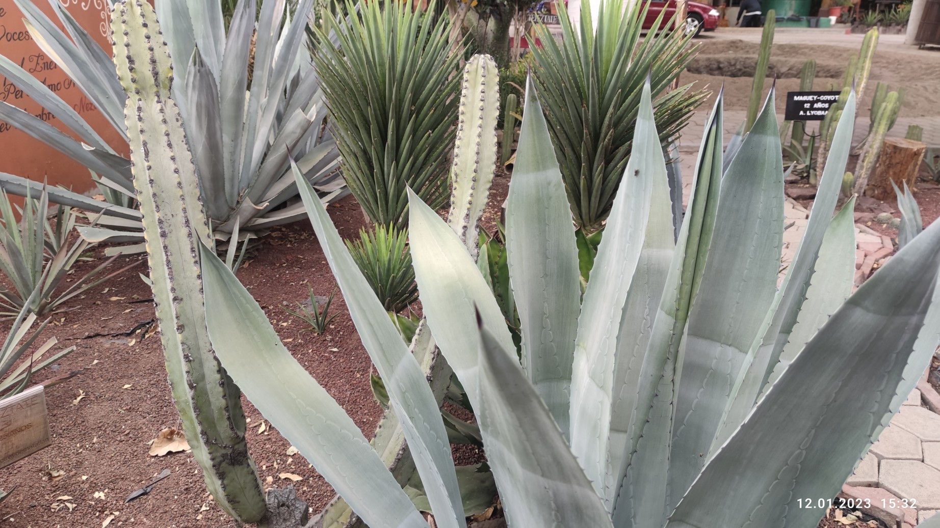 Agave