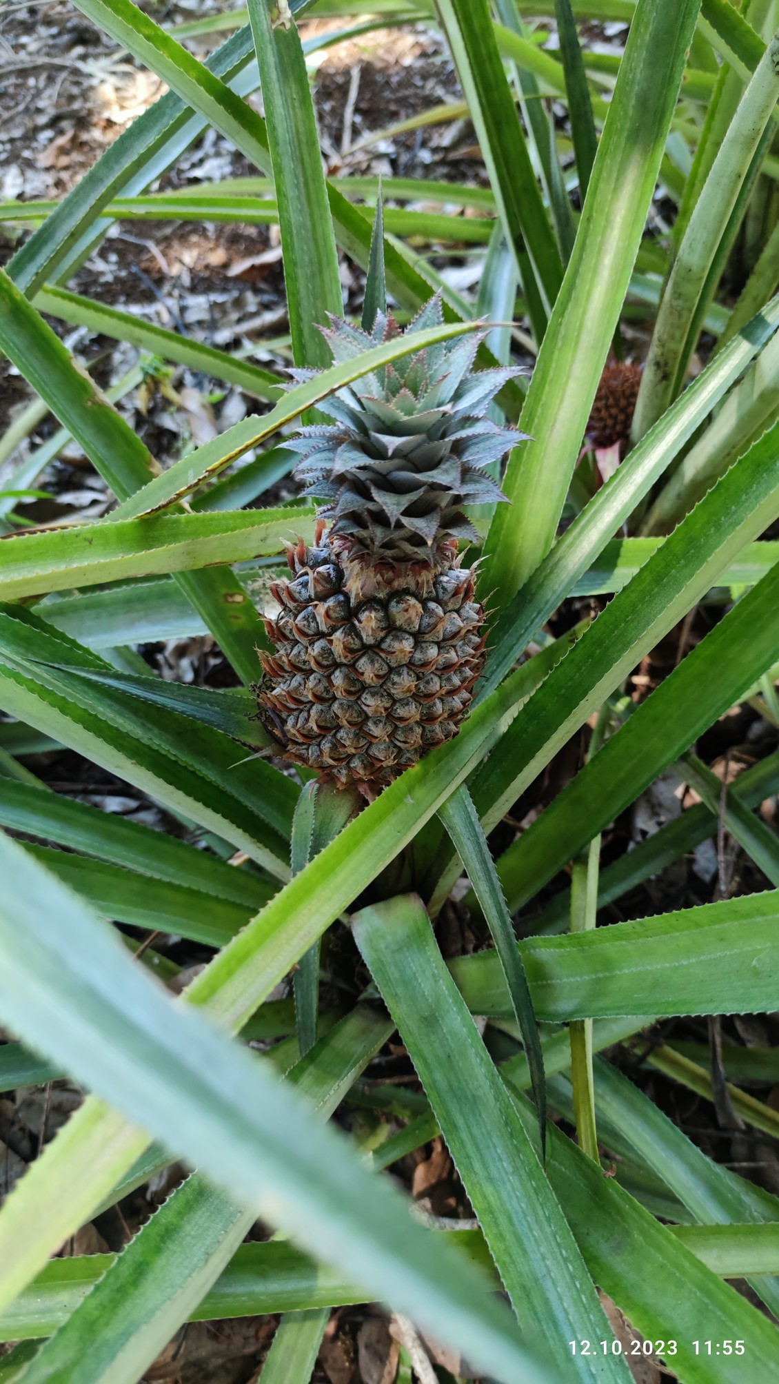 tak roste ananas