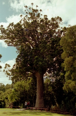 Kauri u Warkworthu