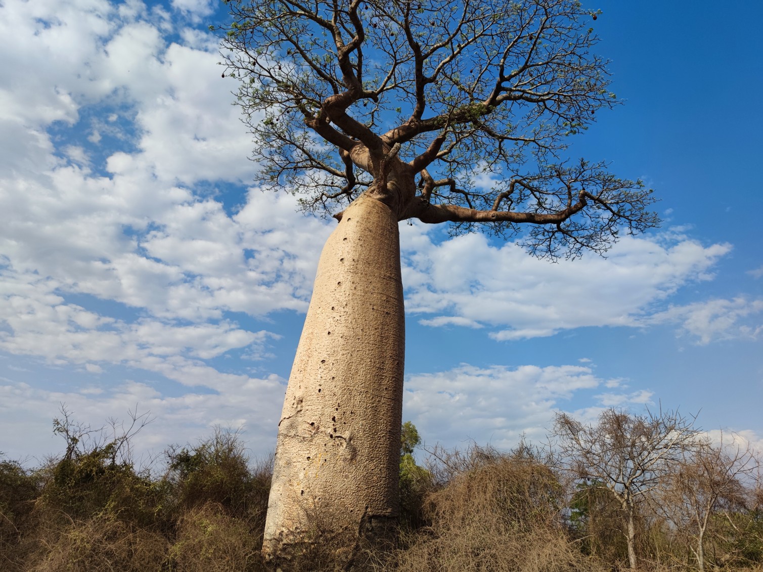 baobab