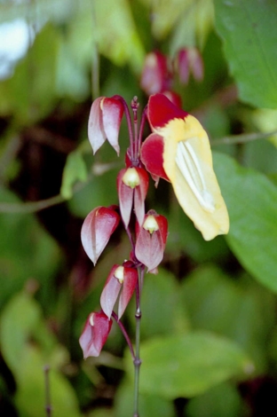 Orchidee 5