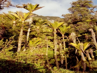 prales
