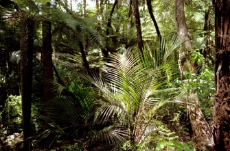 prales u Punakaiki