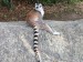 lemur Kata